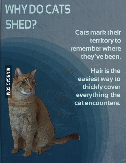 why-do-cats-shed-9gag