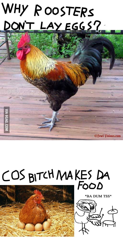 why-roosters-dont-lay-eggs-9gag