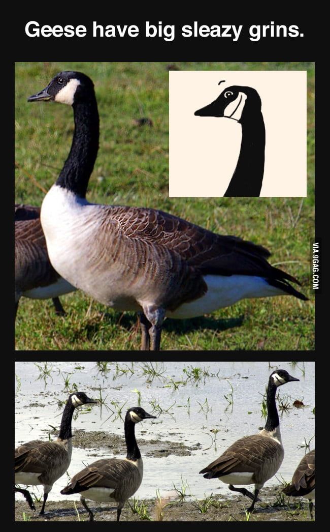 canada goose 9gag canada goose 9gag