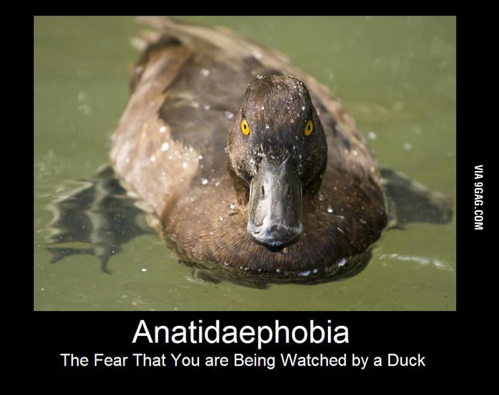 Anatidaephobia 9GAG