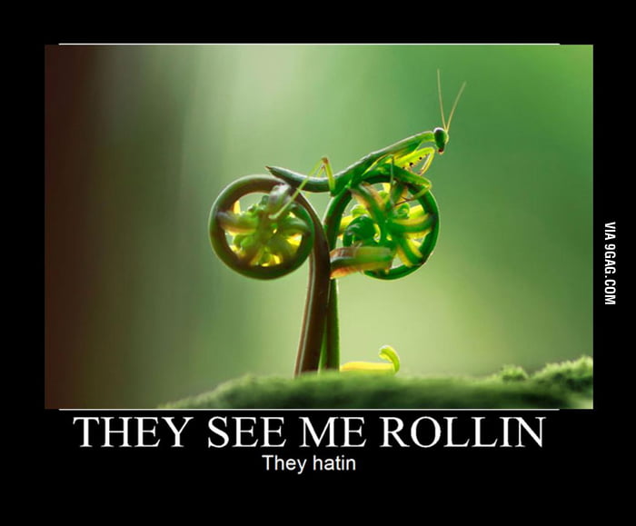 They See Me Rollin They Hatin Mp3 Download