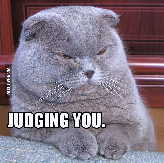 The Judging Cat - 9gag