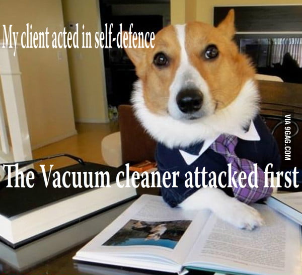 Lawyer dog 9GAG