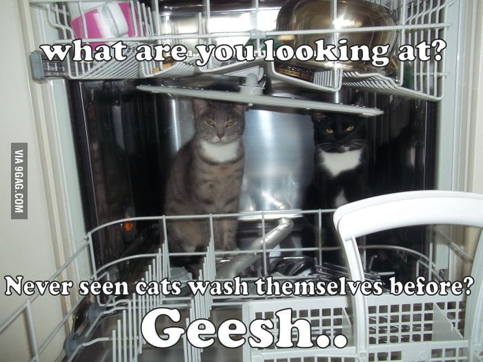Cats in the dishwasher / the new way of washing for cats 9GAG