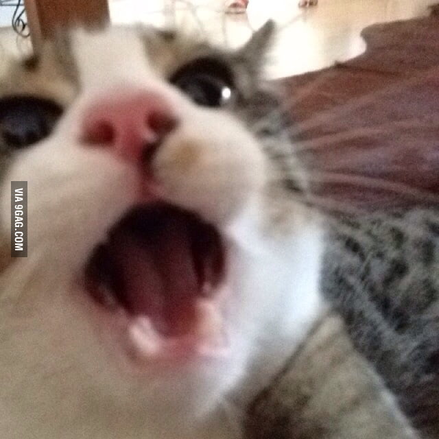 OMG WHAT DIT YOU JUST SAY ?! - 9GAG