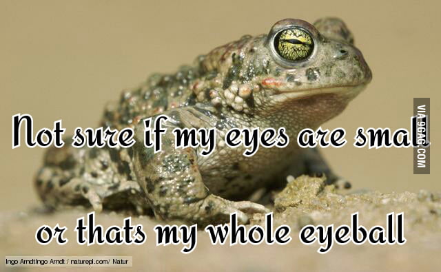 Number one toad problem. - 9GAG