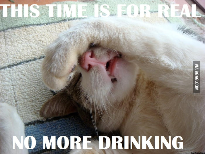 Hangover Cat Regrets - 9GAG