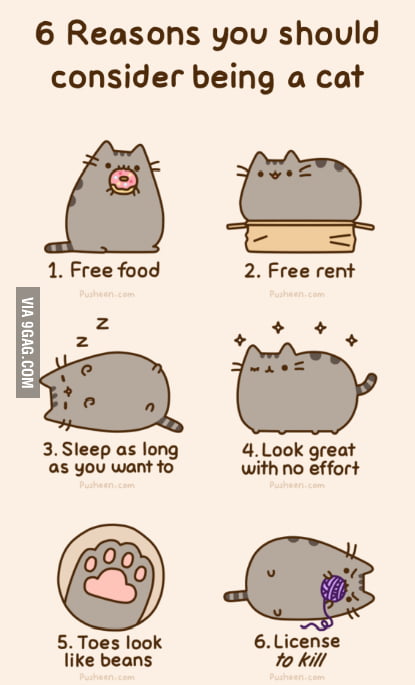 Being a cat... - 9GAG