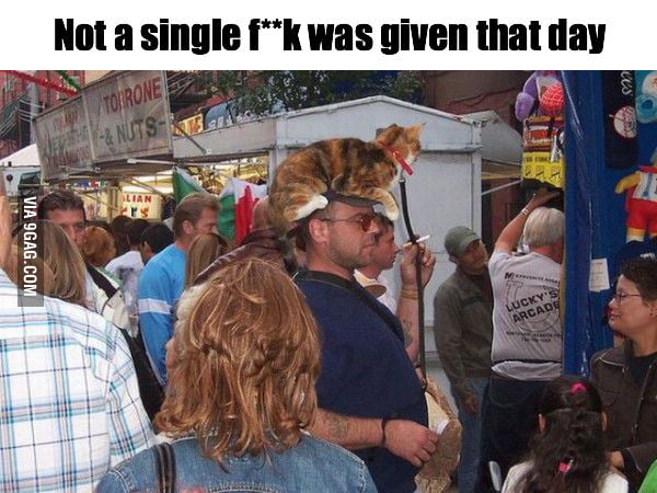Just another day in the life of a cat - 9GAG