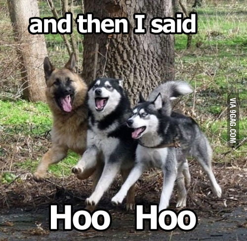 Just Dogs! - 9GAG