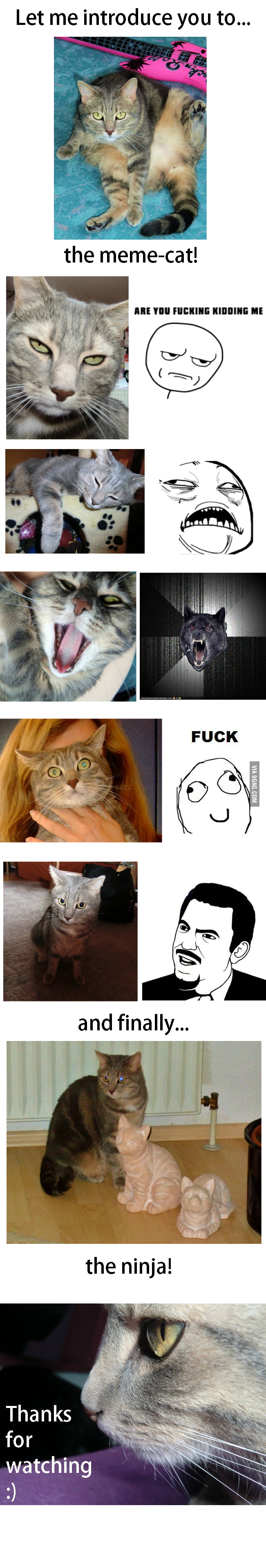 Epic cat being epic. - 9GAG