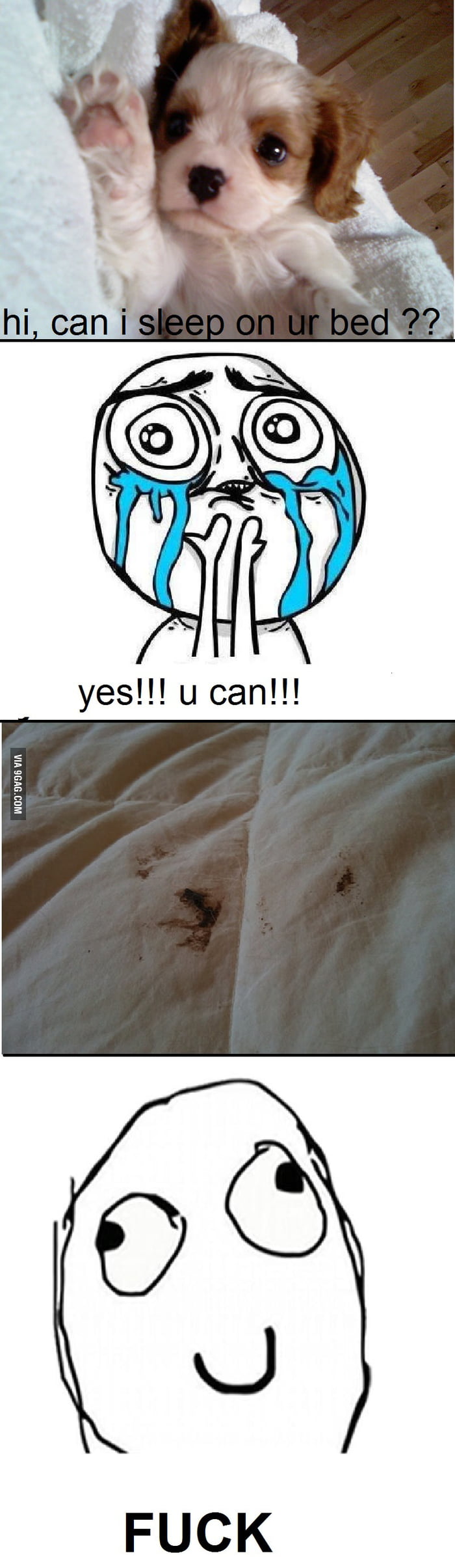 Get a dog they said... it will be fun they said. 9GAG
