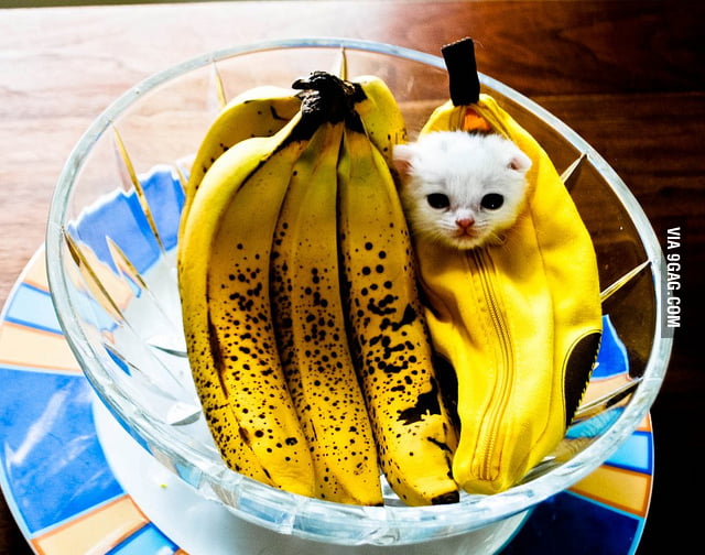 They told me I could be anything, so I become a banana.