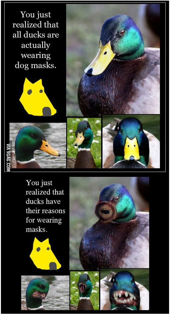 The reason why ducks wear dog masks. - 9GAG