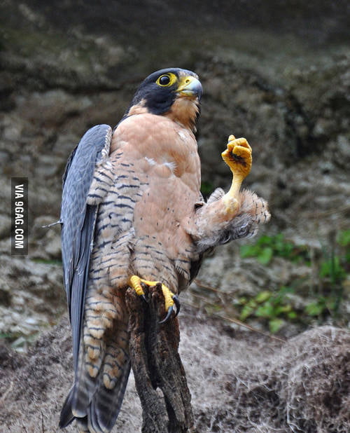 The real falcon punch 9GAG
