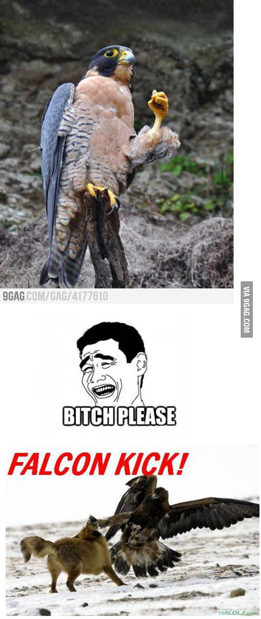 The real Falcon punch 9GAG