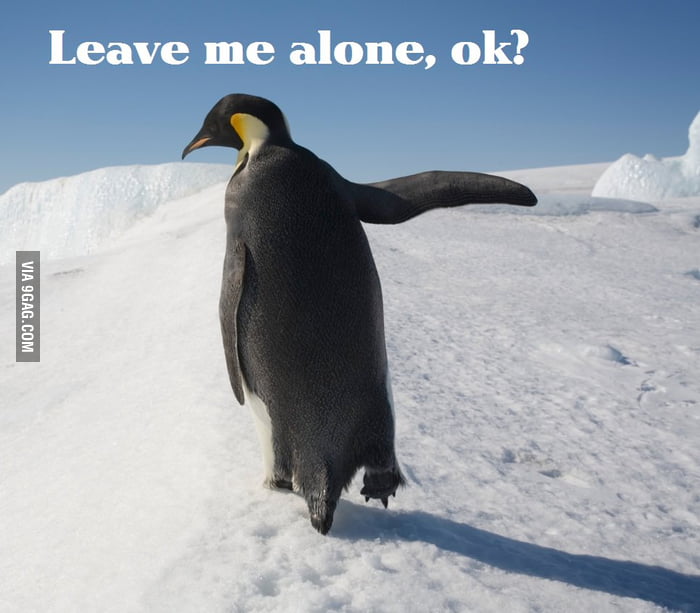 Annoyed penguin is annoyed - 9GAG