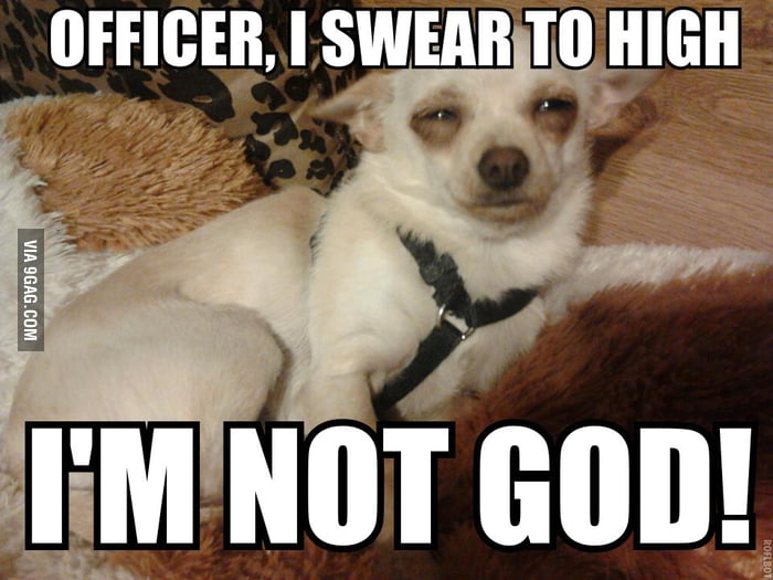 stoner dog memes