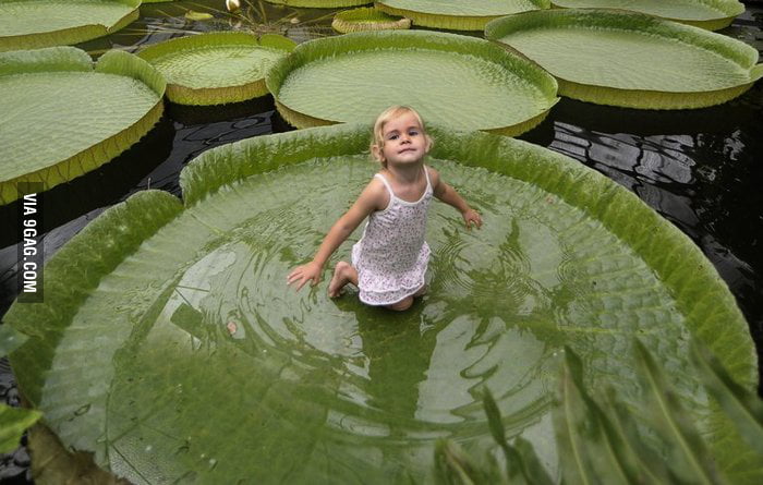 one-of-the-worlds-largest-lily-pads-9gag