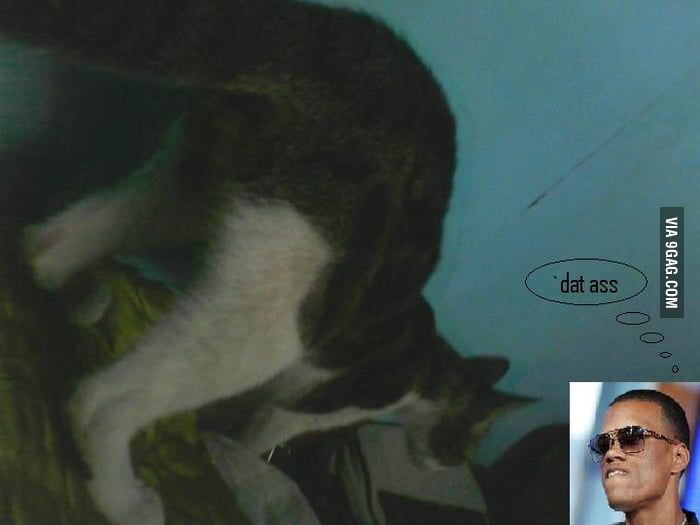 Dat cat's ass - 9GAG