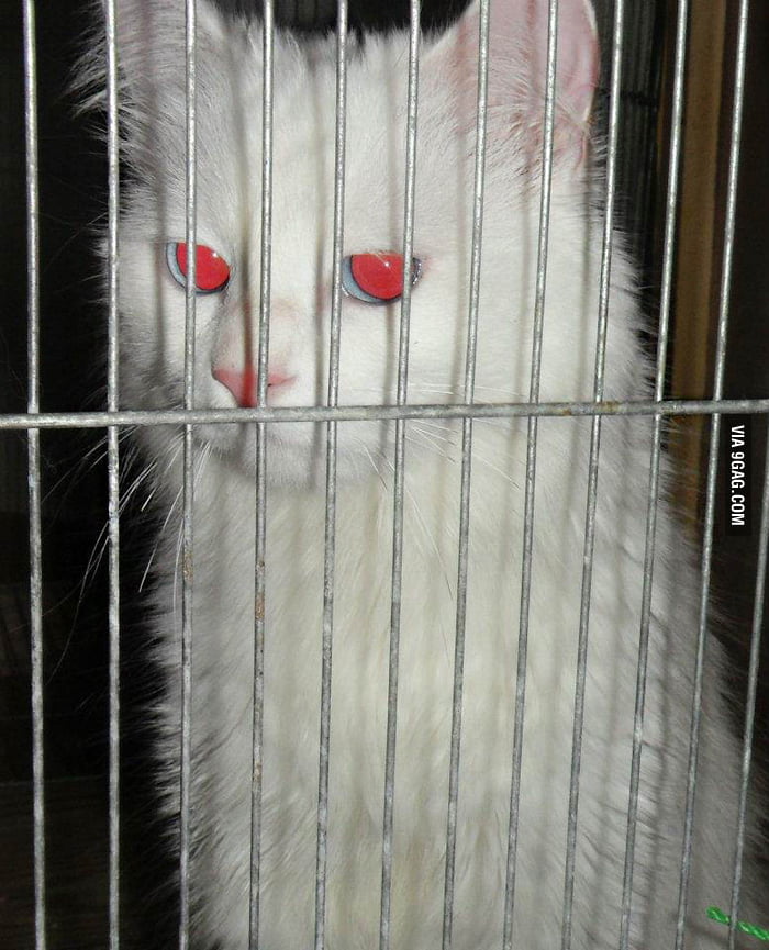 Meet My Cat FRIEZA 9GAG