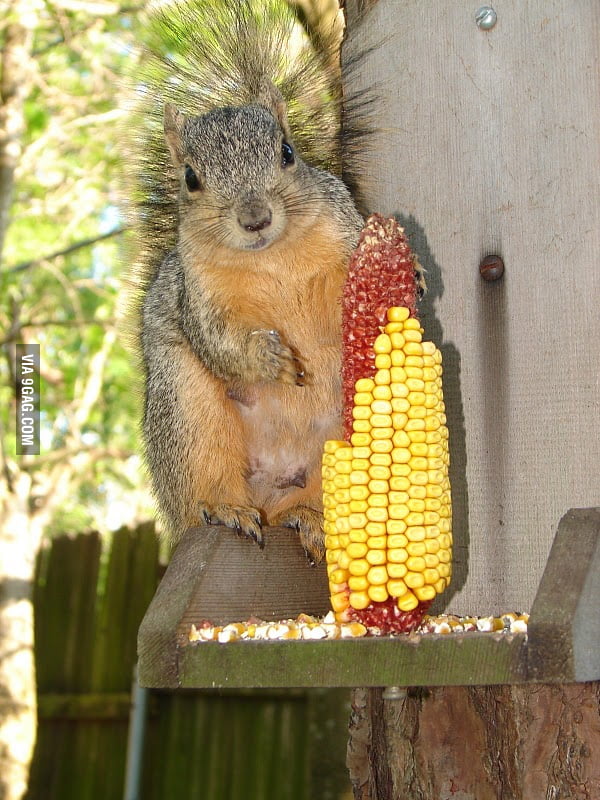 SQUIRREL!! - 9GAG