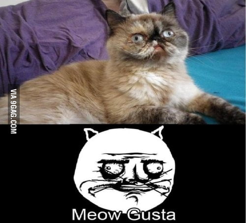 Meow - 9GAG