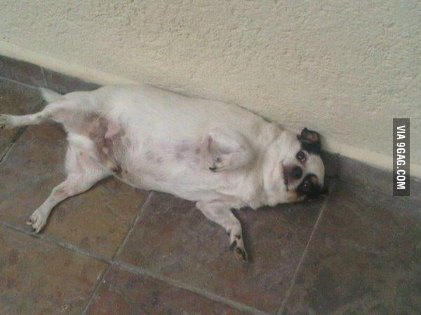 My Fat Chihuahua Juancho 9GAG my-fat-chihuahua-juancho-9gag