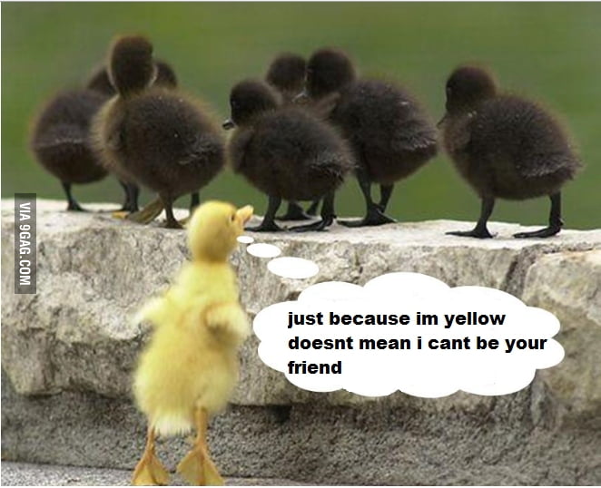 Racist ducks - 9GAG