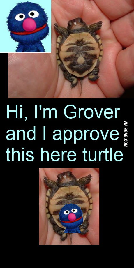I approve of this here turtle - 9GAG