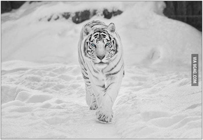 White on white