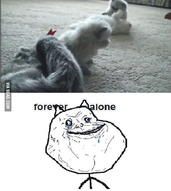 Forever Alone: Level A Cat - 9GAG