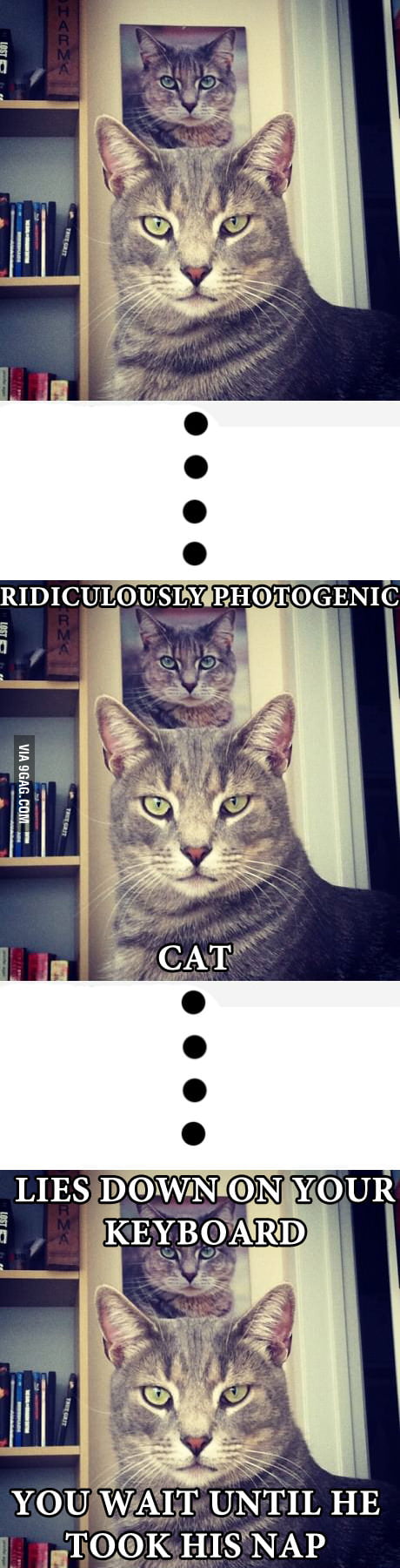 Ridiculously Photogenic Cat - 9GAG