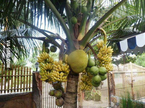 fruit bearing plants in philippines