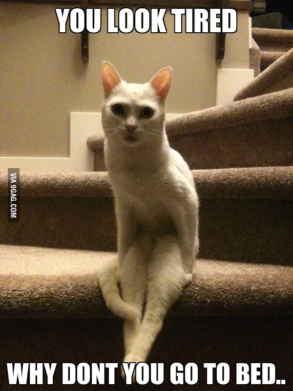 Sitting Cat - 9GAG