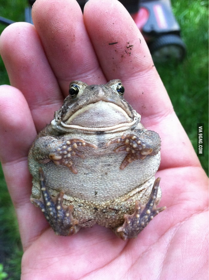 How Long Can Cane Toads Live Without Water