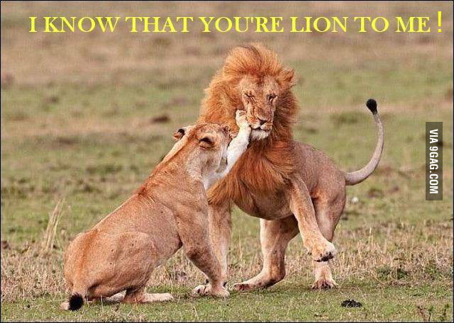 I know that you're lion to me - 9GAG