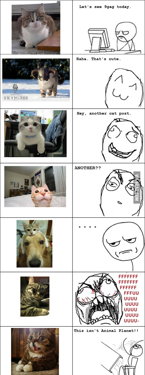 Whenever I see a cat post... - 9GAG