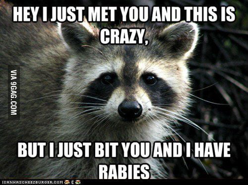 Raccoon (nothing to do here) - 9GAG