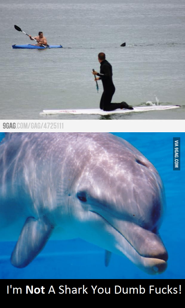 Dolphin just wants to play. - 9GAG