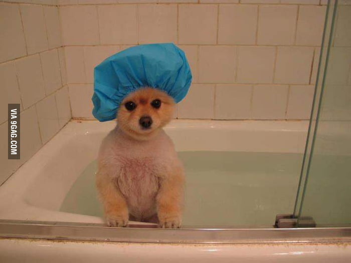 Puppy shower Cap - 9GAG