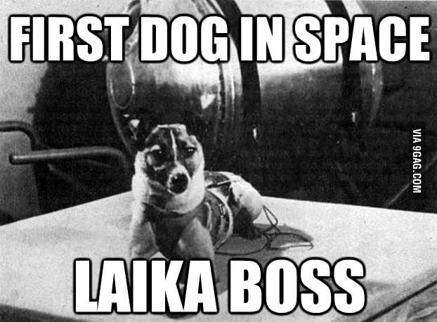 Laika boss - Funny.