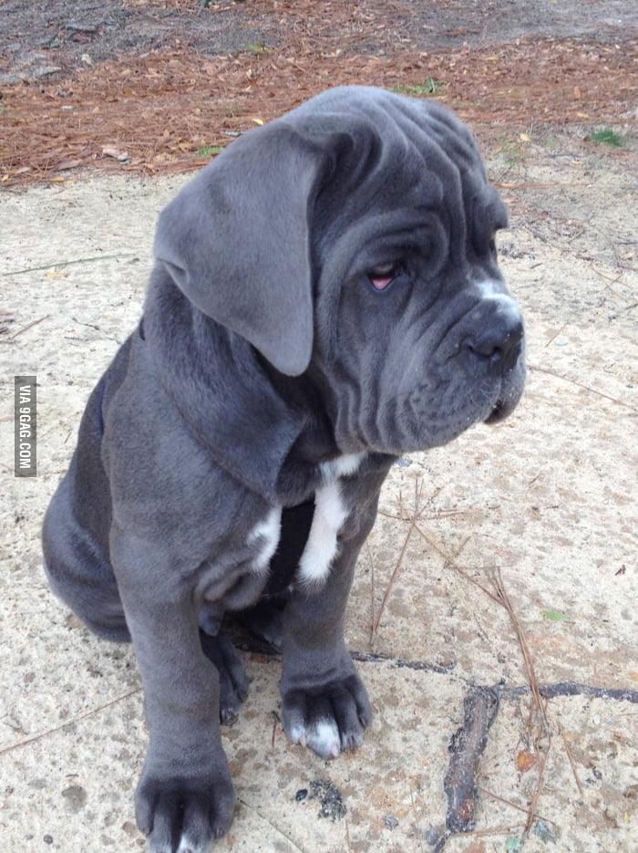 Sad dog is sad... - 9GAG