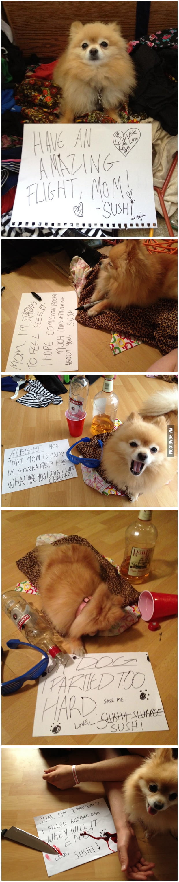 when-you-ask-your-best-friend-to-watch-your-dog-for-a-week-9gag