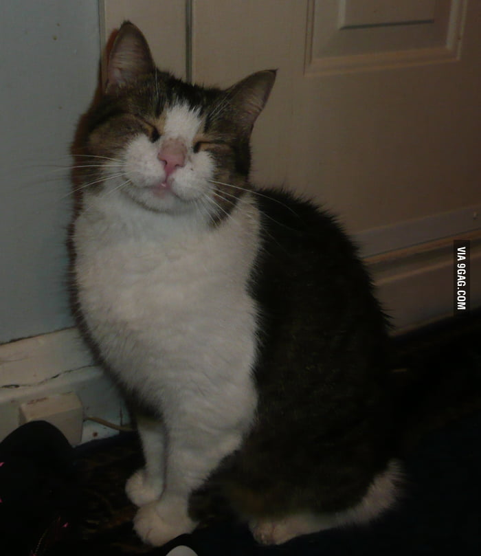 Happy cat is happy - 9GAG
