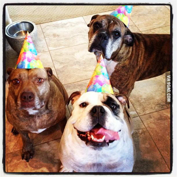 Today is my birthday! This is how they woke me up. - 9GAG