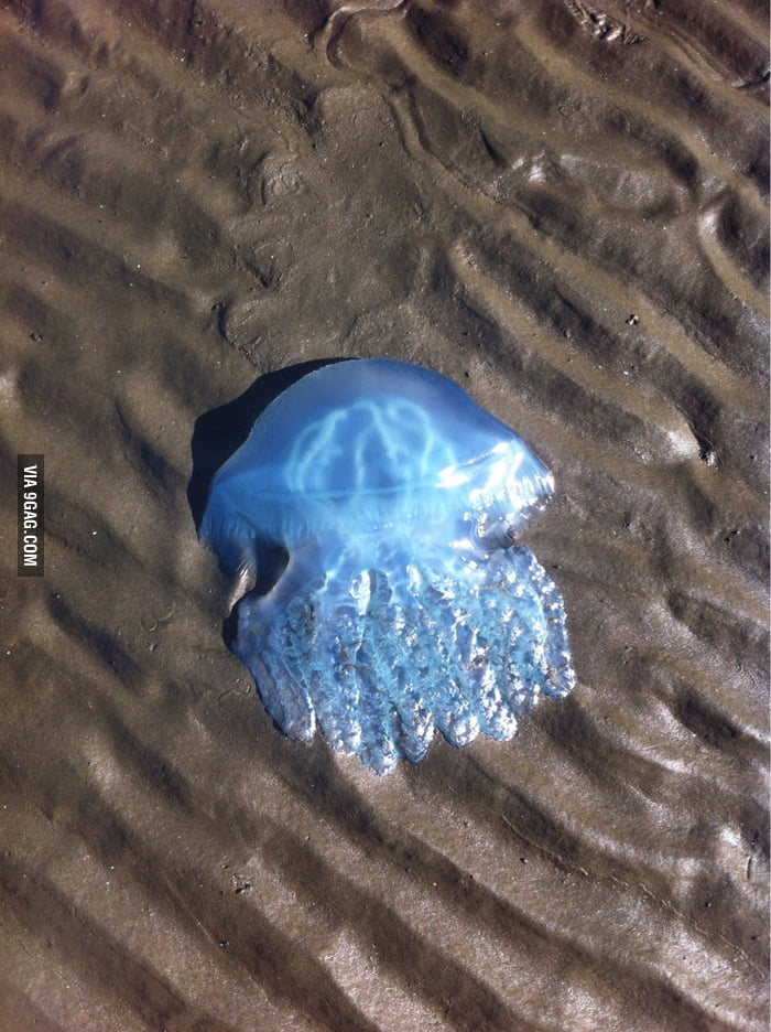 A photo of a jellyfish I took at the beach today.