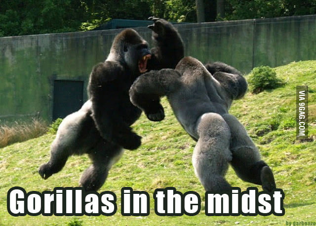 Gorillas In The Midst Gag