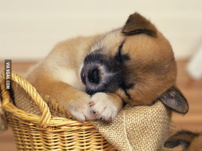 Sleeping Doggy