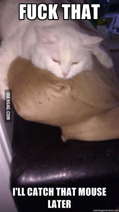 Dat Lazy Cat! - 9GAG